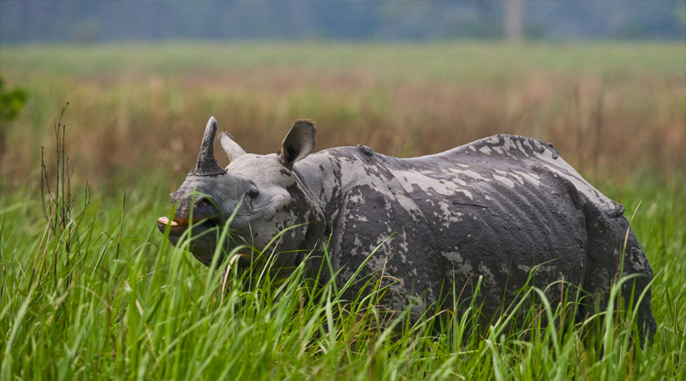 Assam Tour Package - Image 4