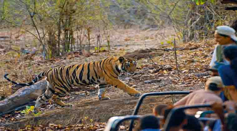 Bandhavgarh National Park Tour Package - Image 2