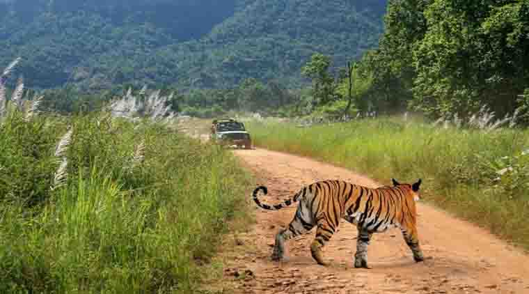 Bandhavgarh National Park Tour Package - Image 4