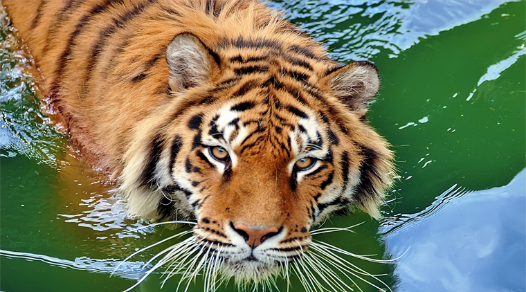 Bandhavgarh Safari - Image 3