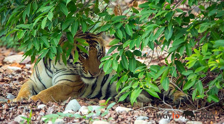 Bandhavgarh Tour From Mumbai - Image 2