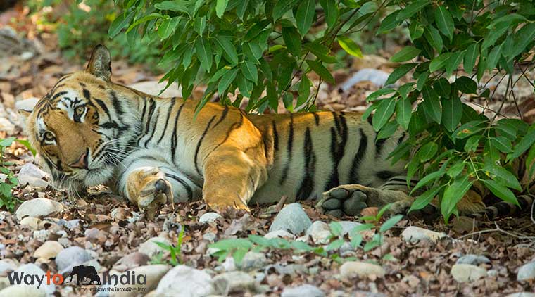 Bandhavgarh Tour From Mumbai - Image 4