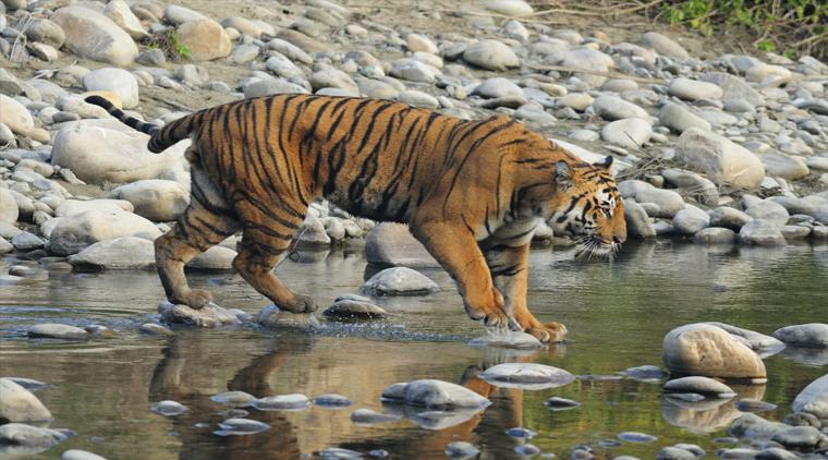 Bandhavgarh Wildlife Safari Tour From Pune - Image 3