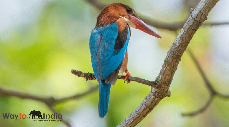 Bharatpur Bird Sanctuary Tour - Image 3