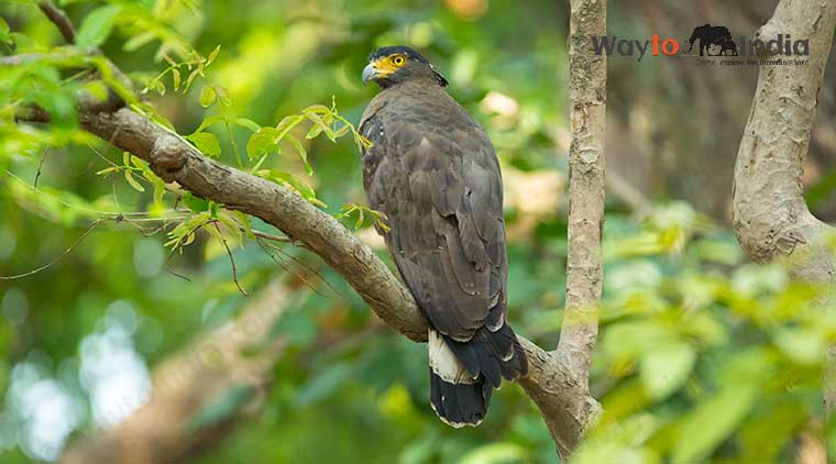 Bharatpur Bird Sanctuary Tour - Image 5