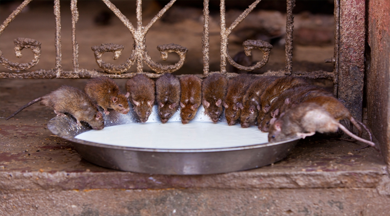 Bikaner Camel Festival Tour - Image 4