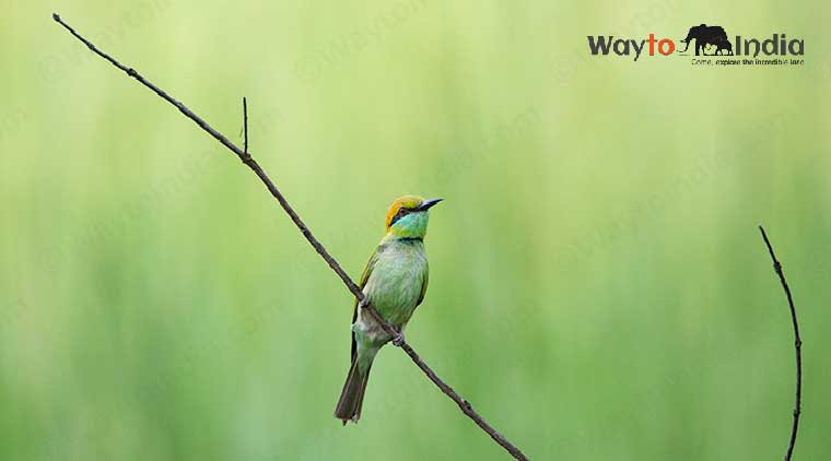 Bird Watching in Jim Corbett Park - Image 4