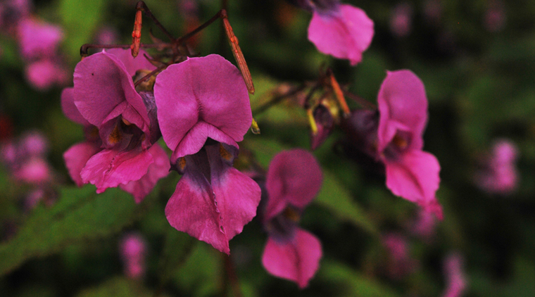 Chanap Valley Trek - Image 2