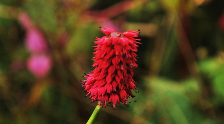 Chanap Valley Trek - Image 3