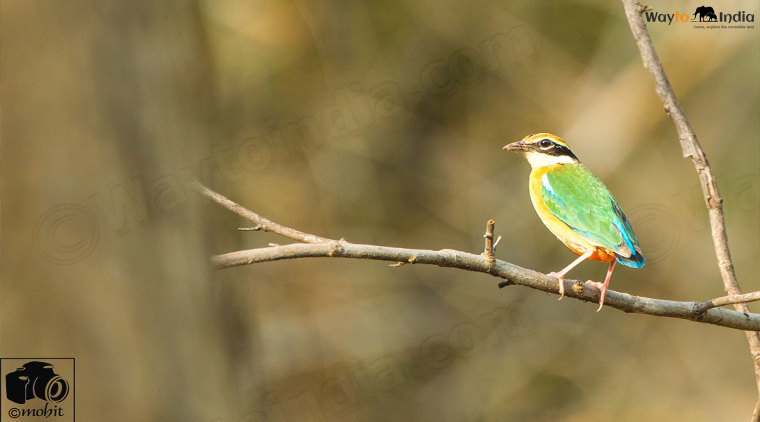 Coorg Kabini Tour Package - Image 5