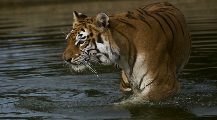 Corbett Dhikala Tour Package - Image 5