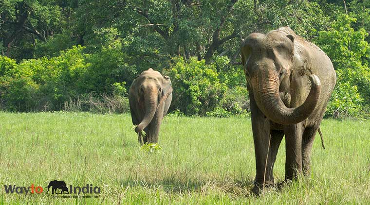 Corbett Elephant Safari Tour - Image 3