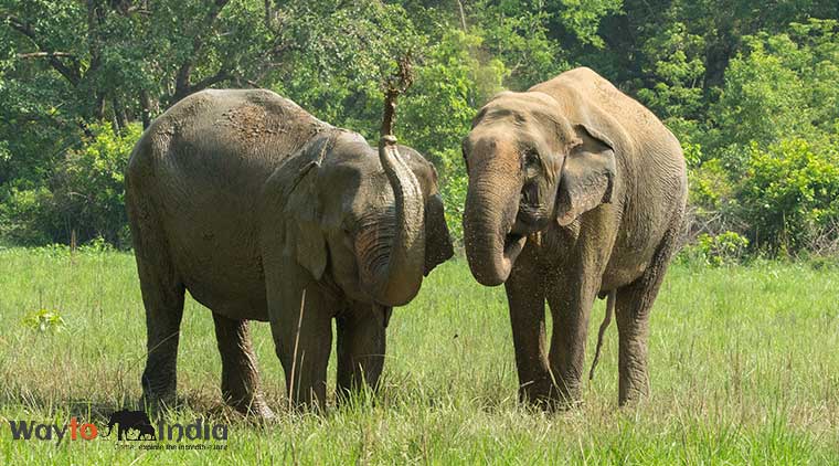 Corbett Elephant Safari Tour - Image 4
