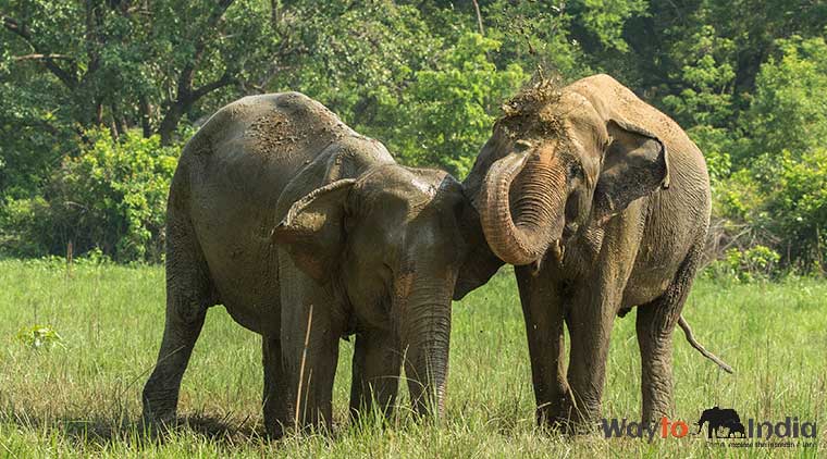 Corbett Elephant Safari Tour - Image 5
