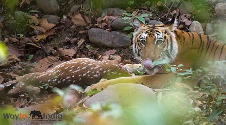 Corbett Nainital Package - Image 4