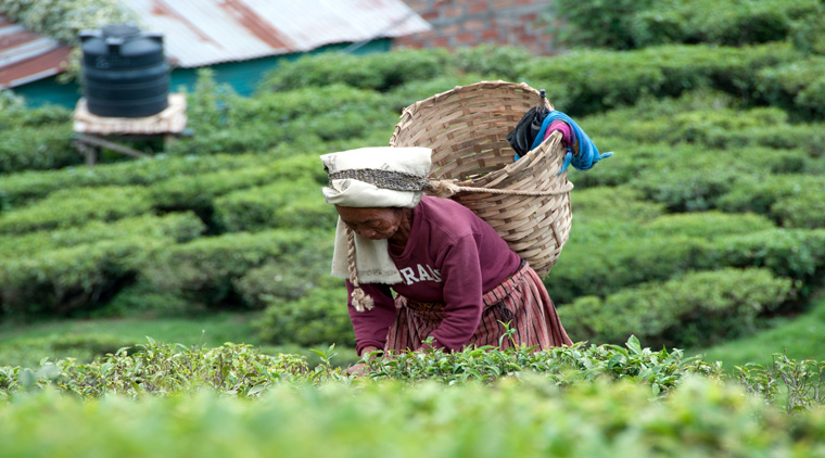 Darjeeling Gangtok Kalimpong Tour Package - Image 3