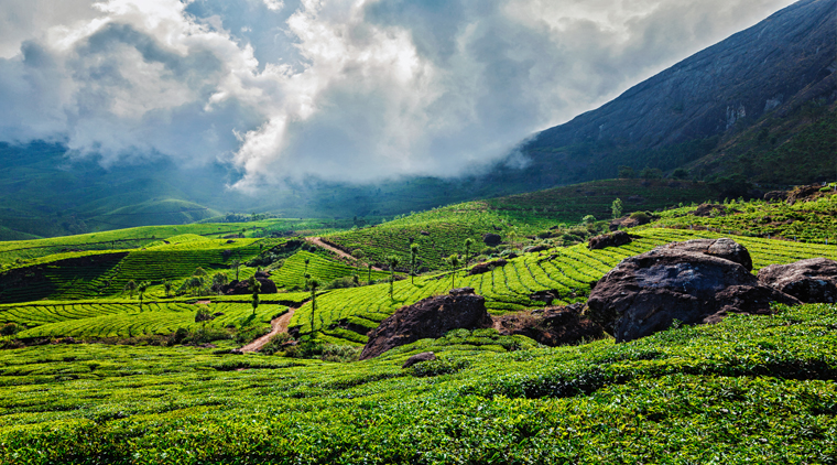 Eravikulam National Park Tour - Image 4