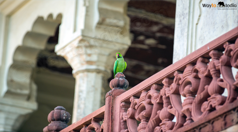 Golden Triangle with Ranthambore Tour - Image 2
