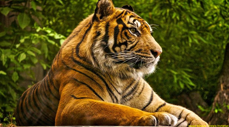 Golden Triangle with Tiger Tour