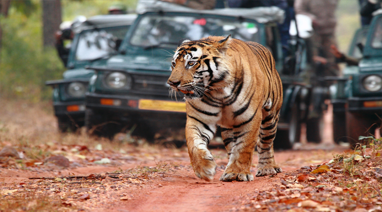 Jim Corbett Park With Nainital Tour - Image 3