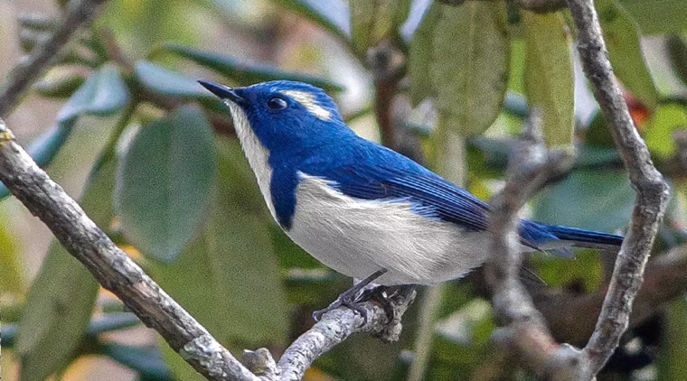 Kagbhushudi Lake Trek - Image 4