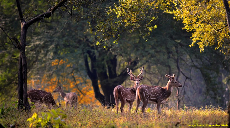 Kanha National Park Tour Package - Image 4