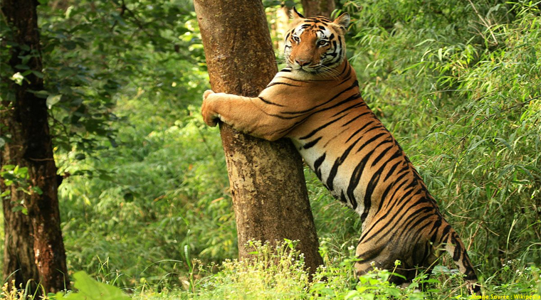 Kanha National Park Tour Package - Image 5