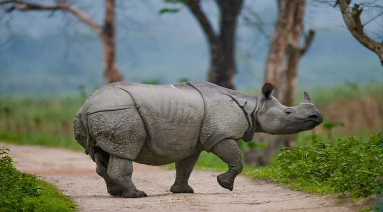 Kaziranga Wildlife Tour - Image 5