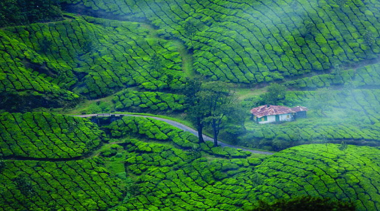 Kerala Honeymoon Package - Image 3