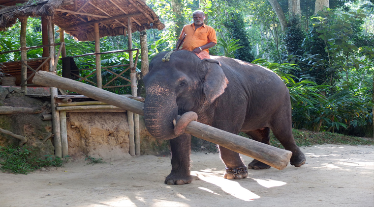 Kerala Wildlife Tour - Image 3