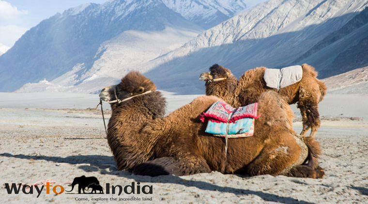 Leh Ladakh Road Trip By Car - Image 5