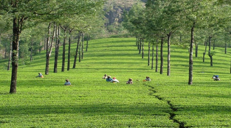 Munnar Hill Tour