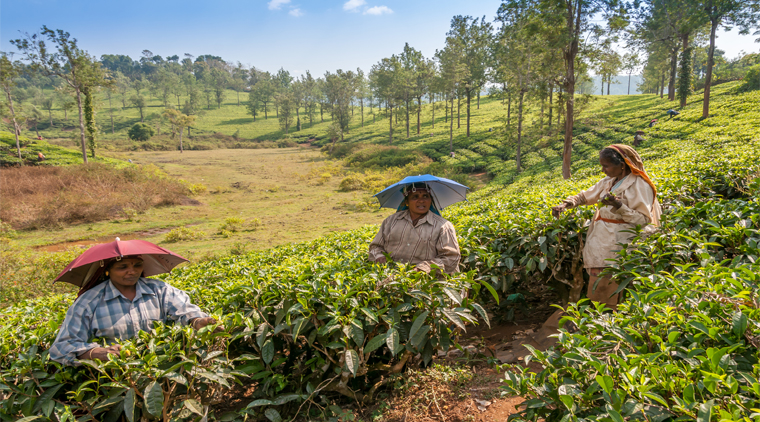 Munnar Tour - Image 4