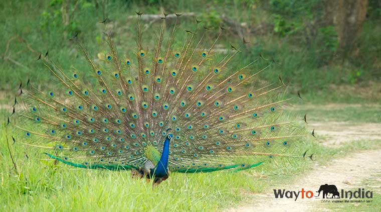 Rajasthan Wildlife Tour - Image 2