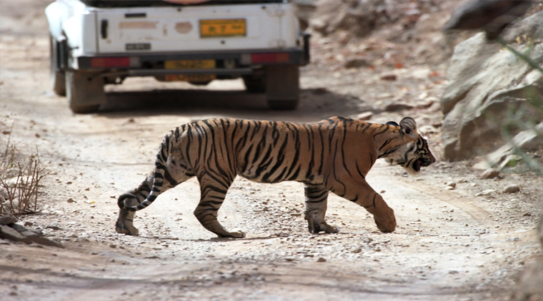 Ranthambore Jaipur Package - Image 2