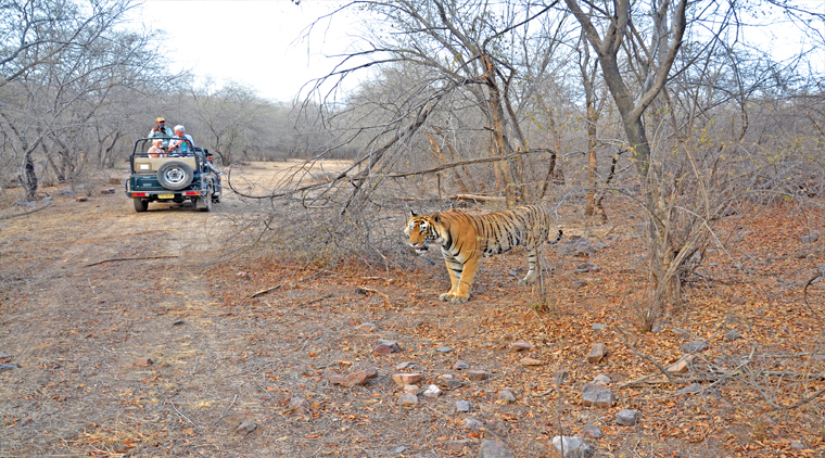 Ranthambore Jaipur Package - Image 3