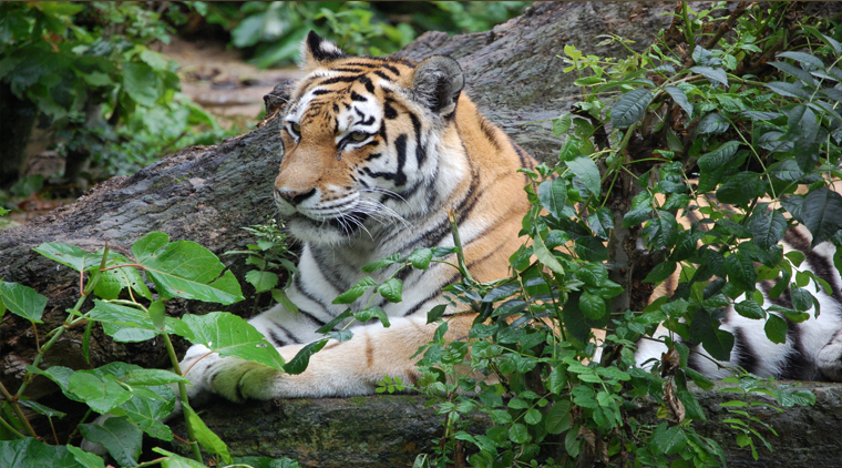 Ranthambore Tour Package - Image 2