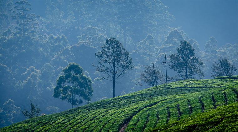 Romantic Tour of Kerala - Image 4