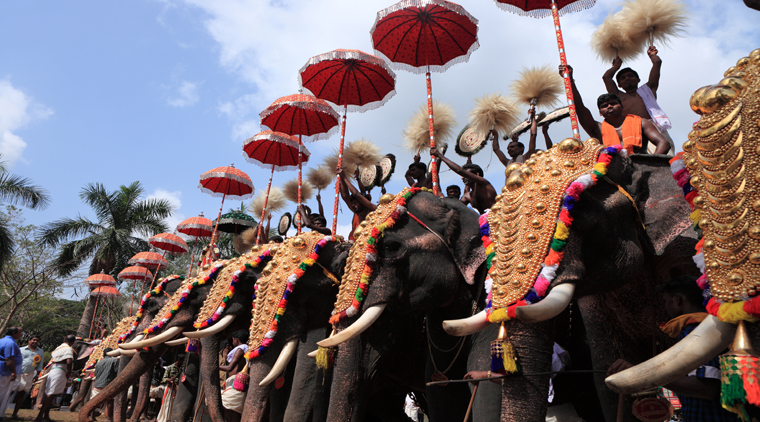 Thrissur Elephant Festival Kerala - Image 2