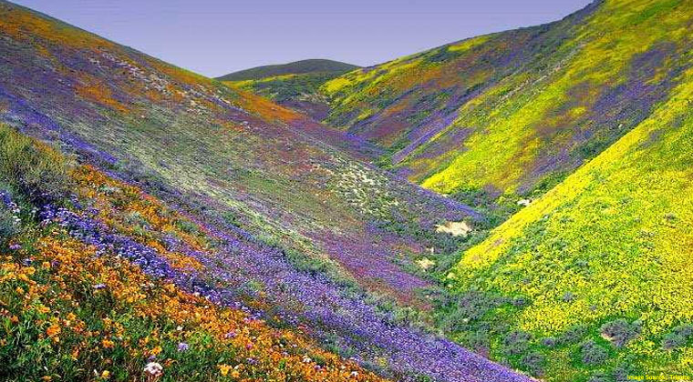 Valley of Flowers Uttarakhand Package