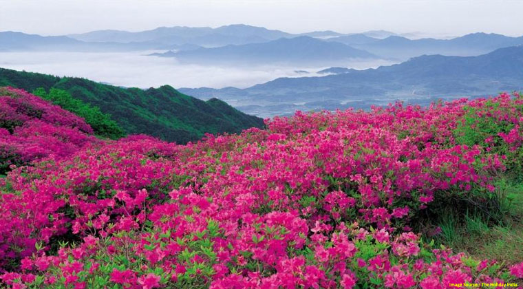 Valley of Flowers Uttarakhand Package - Image 2