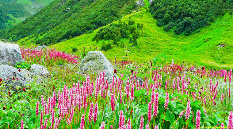 Valley of Flowers Uttarakhand Package - Image 3